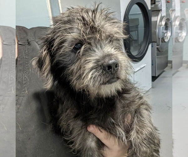 Medium Photo #1 Mutt Puppy For Sale in Chico, CA, USA