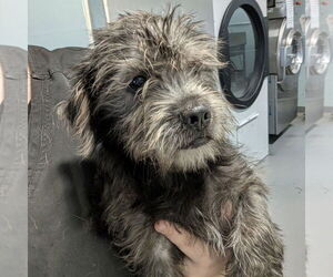 Mutt Dogs for adoption in Chico, CA, USA