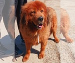 Small Tibetan Mastiff
