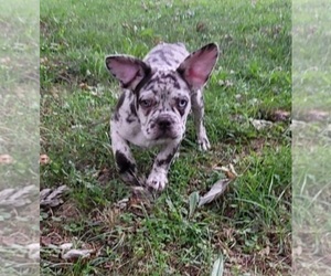 French Bulldog Puppy for sale in INDIANAPOLIS, IN, USA