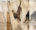 Small Photo #7 Dachshund-Unknown Mix Puppy For Sale in San Diego, CA, USA