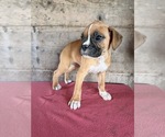 Litter of 9 - Male(s) and Female(s) BoxerLitter of Puppies for Sale - Photo #20