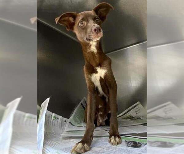 Medium Photo #1 Chihuahua-Unknown Mix Puppy For Sale in Visalia, CA, USA