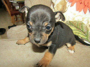Miniature Pinscher Puppy for sale in HUDSON, MI, USA