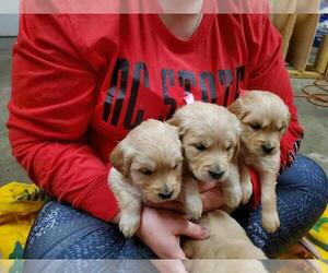Golden Retriever Puppy for sale in WEST END, NC, USA