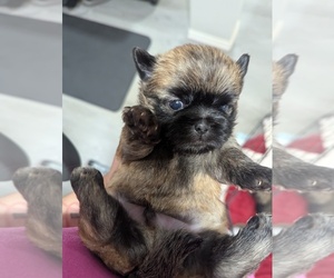 Shorkie Tzu Puppy for sale in HYATTSVILLE, MD, USA