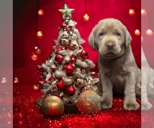 Labrador Retriever Puppy for sale in NEOLA, WV, USA