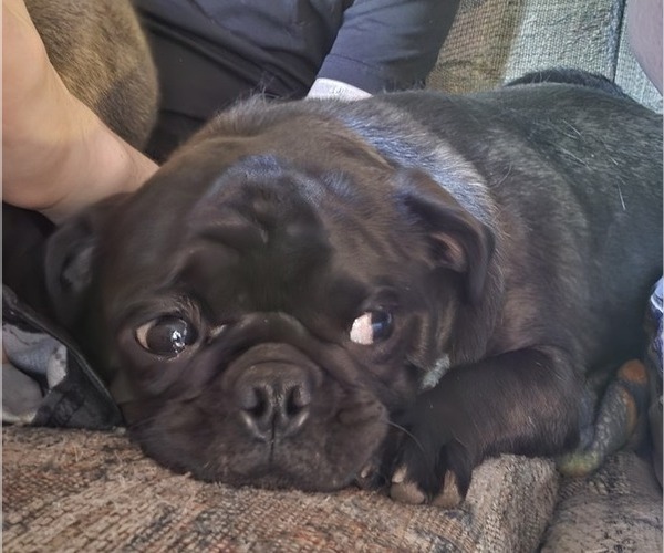 Medium Photo #2 Pug Puppy For Sale in HILLSDALE, MI, USA