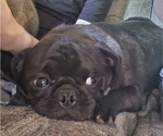 Small #1 Pug