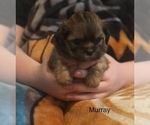 Puppy Murray Shih Apso-Shih Tzu Mix