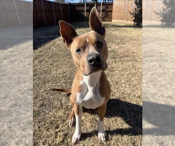 Medium Photo #2 American Pit Bull Terrier-Unknown Mix Puppy For Sale in Plano, TX, USA