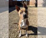Small #1 American Pit Bull Terrier Mix