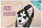 Small Photo #1 Siberian Husky Puppy For Sale in CHANDLER, AZ, USA