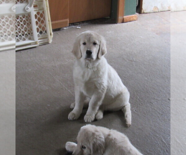 Medium Photo #104 English Cream Golden Retriever Puppy For Sale in NORTHWOOD, OH, USA