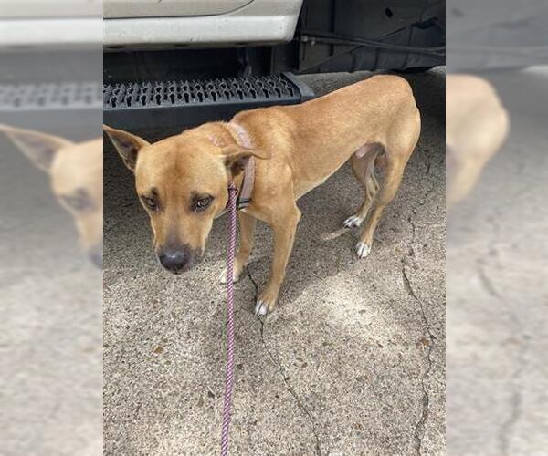 Medium Photo #1 Black Mouth Cur-Unknown Mix Puppy For Sale in Houston, TX, USA