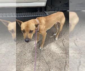 Black Mouth Cur-Unknown Mix Dogs for adoption in Houston, TX, USA