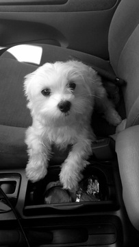 Medium Photo #1 Maltese Puppy For Sale in GROVETOWN, GA, USA