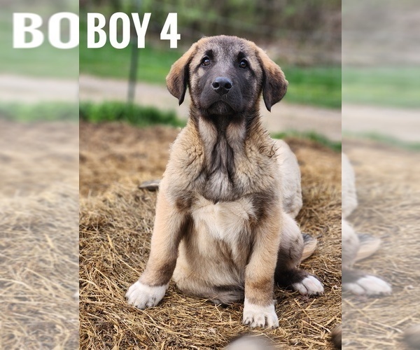 Medium Photo #1 Central Asian Shepherd Dog-Kangal Dog Mix Puppy For Sale in EIDSON, TN, USA