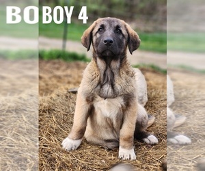 Central Asian Shepherd Dog-Kangal Dog Mix Puppy for sale in EIDSON, TN, USA