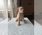 Small Photo #3 Labrador Retriever Puppy For Sale in MONTROSE, CO, USA