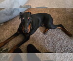 Small #2 Doberman Pinscher