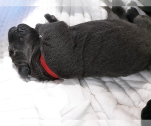 View Ad Cane Corso Litter Of Puppies For Sale Near