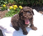 Small #3 Poodle (Toy)