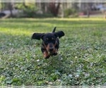 Small #1 Dachshund