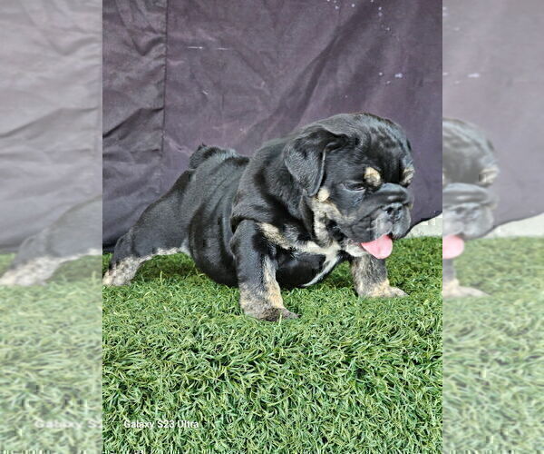 Medium Photo #1 English Bulldog Puppy For Sale in TUCSON, AZ, USA