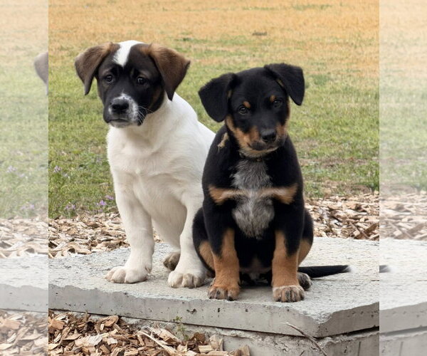 Medium Photo #8 Mutt Puppy For Sale in Garner, NC, USA