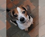 Small Photo #7 Beagle Puppy For Sale in Dunnellon, FL, USA