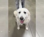 Small Great Pyrenees Mix