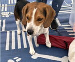 Small #4 Beagle