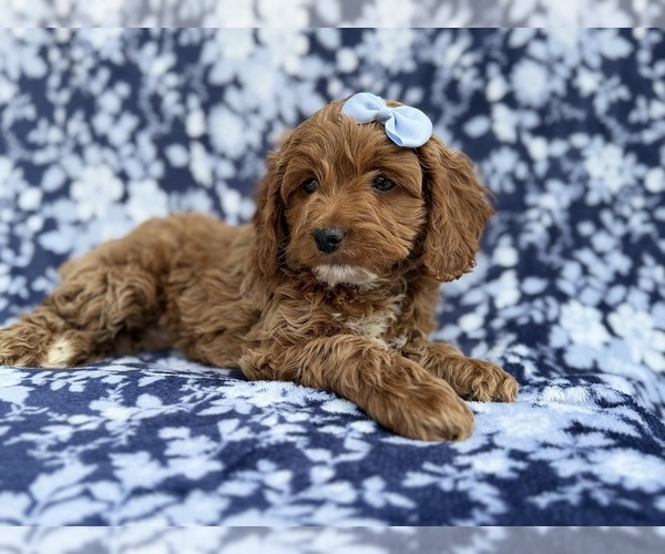 Medium Photo #9 Cock-A-Poo Puppy For Sale in LAKELAND, FL, USA