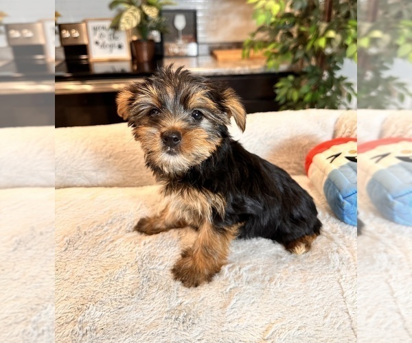 Medium Photo #3 Yorkshire Terrier Puppy For Sale in GREENWOOD, IN, USA