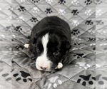 Puppy Boy One Australian Shepherd
