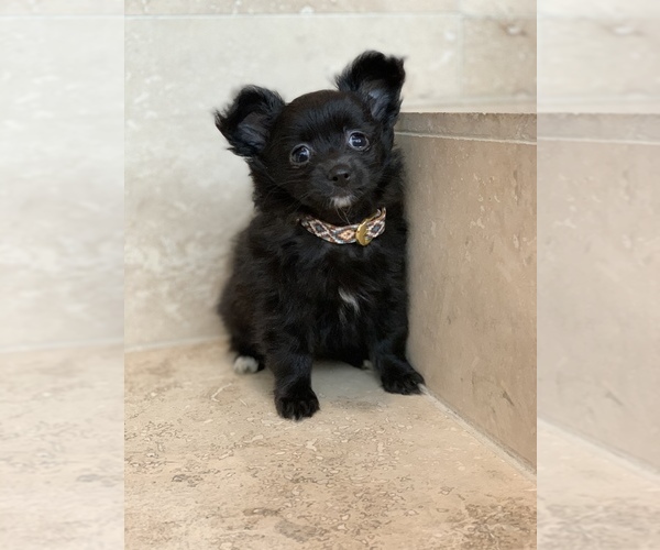 Medium Photo #5 Chihuahua Puppy For Sale in HOUSTON, TX, USA