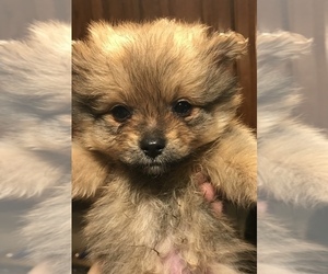 Pomeranian Puppy for sale in SWARTZ CREEK, MI, USA