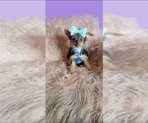 Yorkshire Terrier Puppy for sale in INDIANAPOLIS, IN, USA