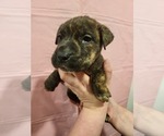 Puppy Caramel Boxer-Chinese Shar-Pei Mix