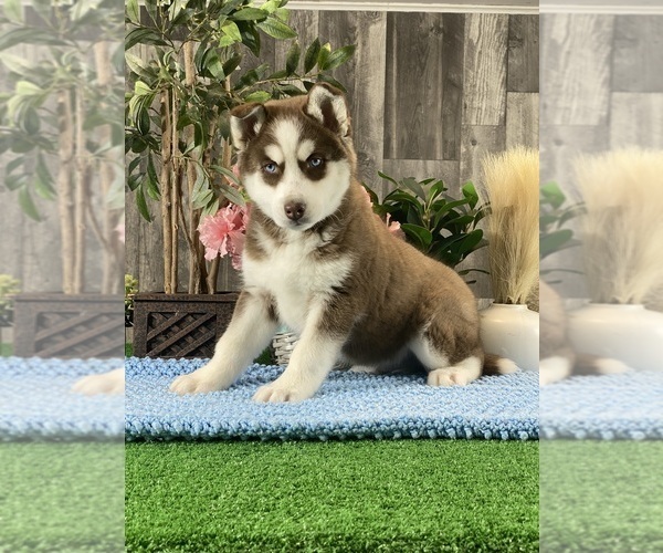Medium Photo #5 Siberian Husky Puppy For Sale in CANOGA, NY, USA
