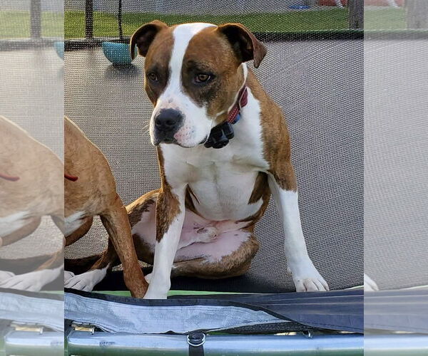 Medium Photo #16 American Pit Bull Terrier-Unknown Mix Puppy For Sale in Germantown, OH, USA