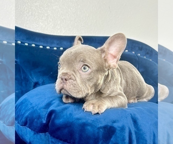 Medium Photo #20 French Bulldog Puppy For Sale in FRANKLIN SQUARE, NY, USA