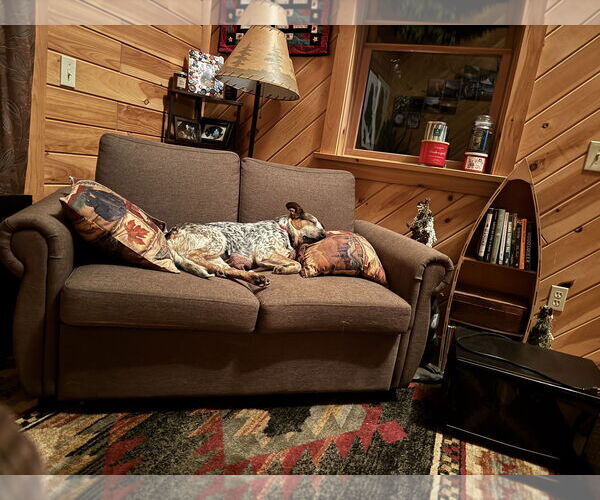 Medium Photo #4 Basset Hound-Unknown Mix Puppy For Sale in Garden City, NY, USA