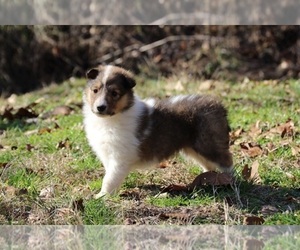 Collie Puppy for sale in KINGSPORT, TN, USA