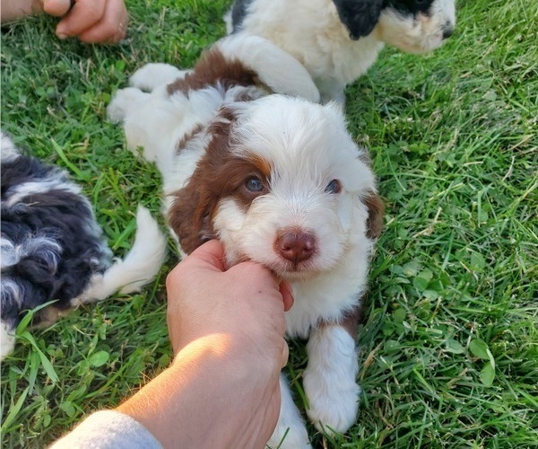 Medium Photo #7 Miniature Bernedoodle Puppy For Sale in LEETONIA, OH, USA