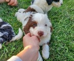 Small #6 Miniature Bernedoodle