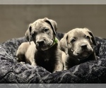 Small #1 Cane Corso