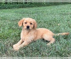 Golden Retriever Puppy for sale in FRANKLIN, IN, USA