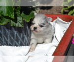 Small #3 Pomeranian